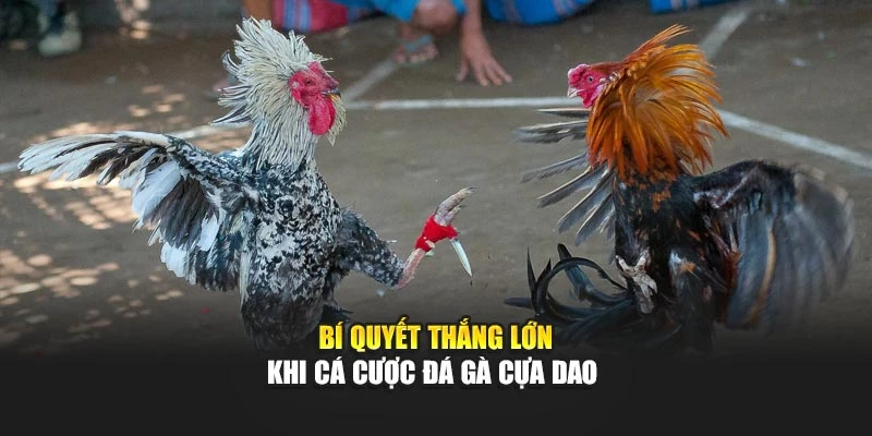 Bí quyết thắng lớn khi cá cược đá gà cựa dao