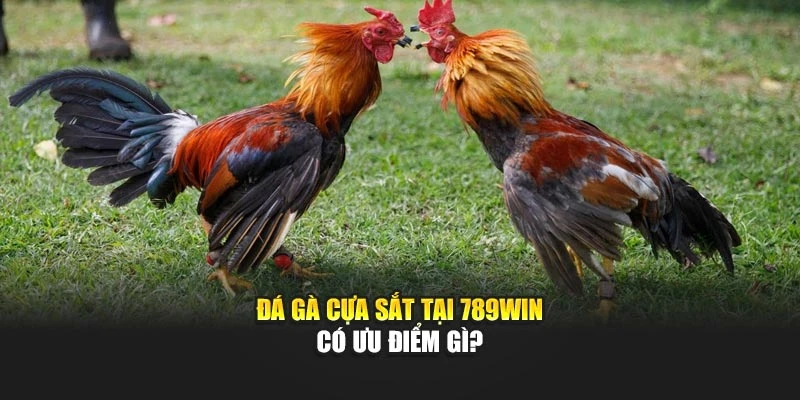 Đá gà cựa sắt tại 789WIN có ưu điểm gì?