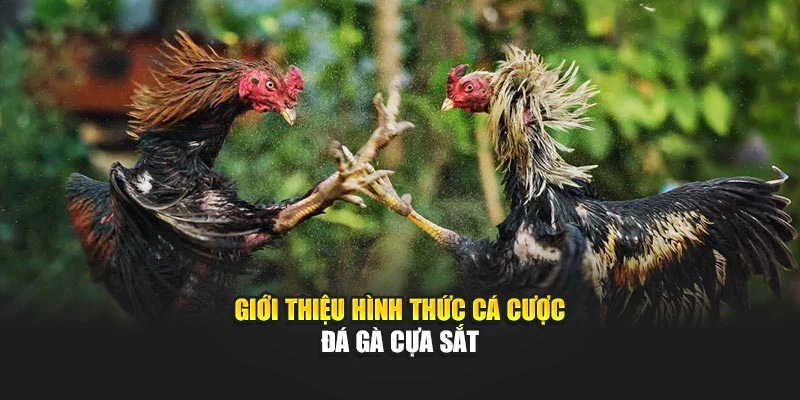 Giới thiệu hình thức cá cược đá gà cựa sắt