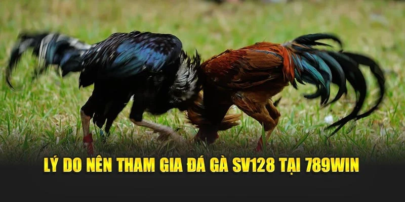 Lý do nên tham gia đá gà SV128 tại 789WIN