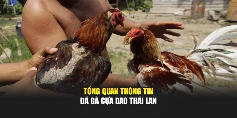 Tổng quan thông tin đá gà cựa dao Thái Lan tại 789WIN