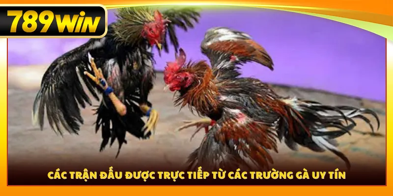 Các trận đấu được trực tiếp từ các trường gà uy tín