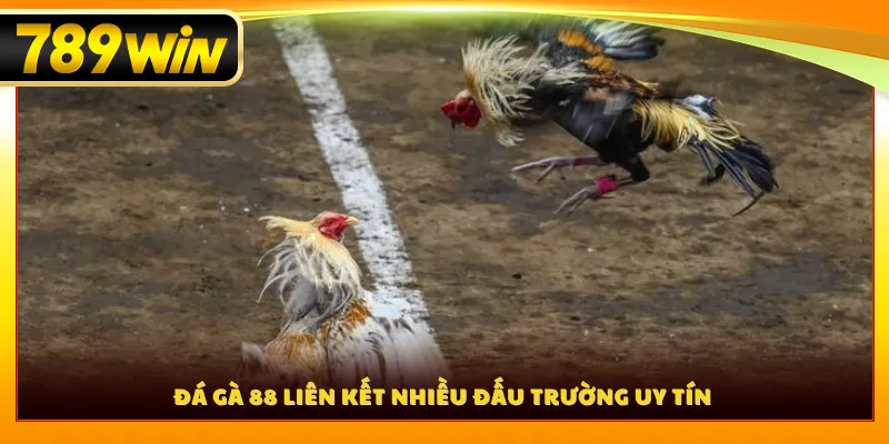 Đá gà 88 liên kết nhiều đấu trường uy tín