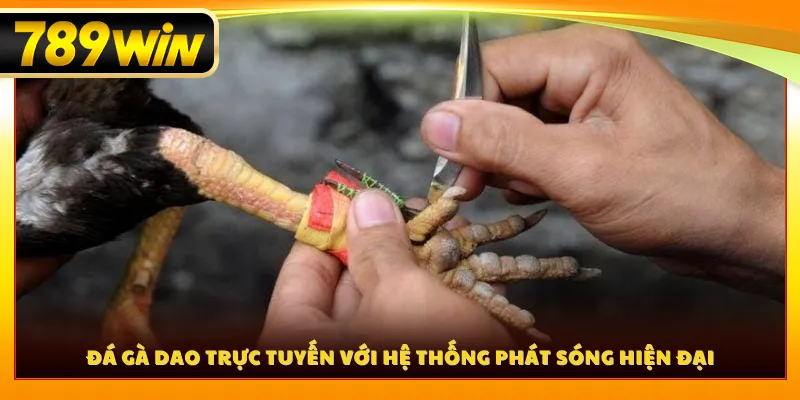 Đá gà dao trực tuyến với hệ thống phát sóng hiện đại