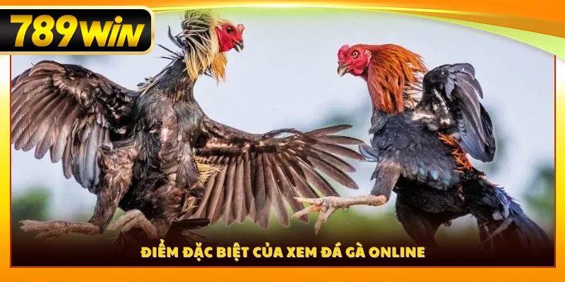 Điểm đặc biệt của xem đá gà online